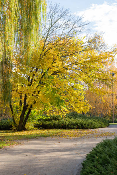 sentier du parc d’automne. arbre de couleur jaune vif, feuilles brun rouge dans le parc de la ville d’automne. scène de paysage de la nature. - vibrant color rural scene outdoors tree photos et images de collection