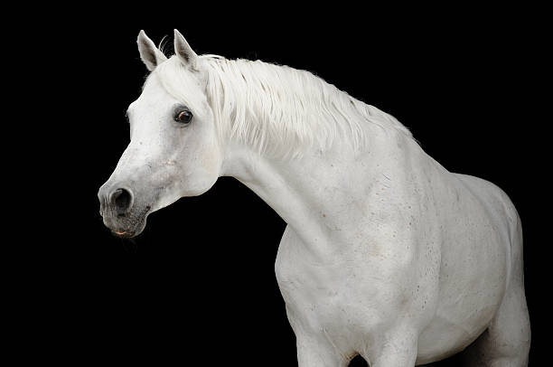 istock white arabian horse on black backgroud 176894523