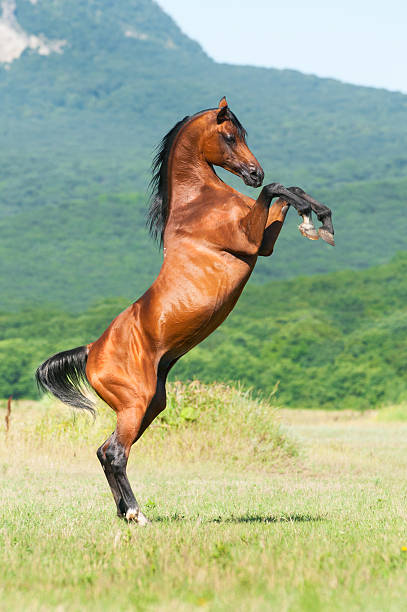 bay arabian stallion rearing