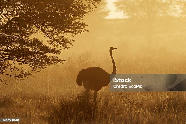 Struzzo In Polvere - Fotografie stock e altre immagini di Africa - Africa, Africa meridionale, Ambientazione esterna