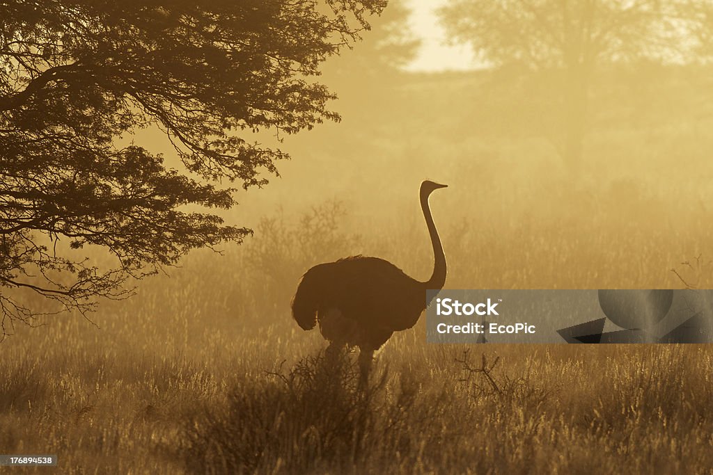 Страус в пыли - Стоковые фото Африка роялти-фри