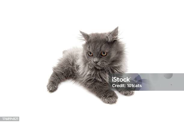 Schöne Katze Stockfoto und mehr Bilder von Domestizierte Tiere - Domestizierte Tiere, Fotografie, Freisteller – Neutraler Hintergrund