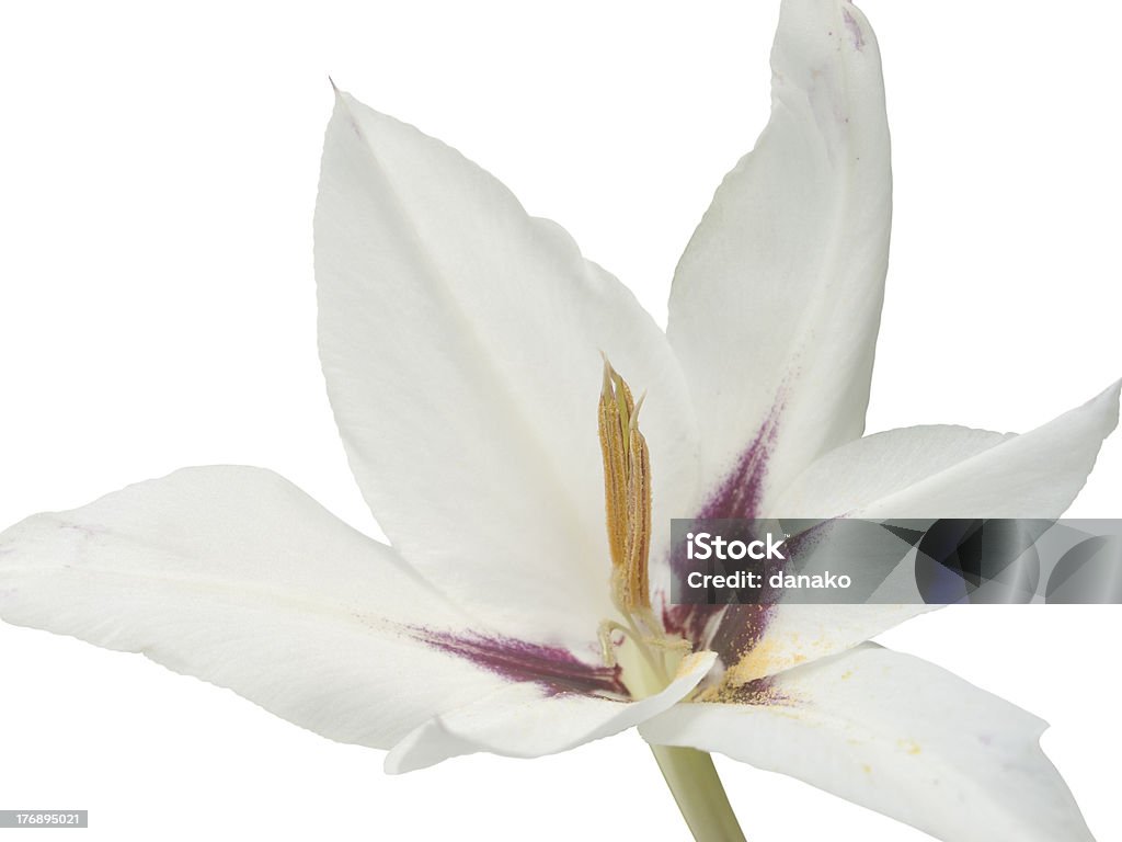 Zweifarbiger, Gladiole abyssinicus Acidanthera - Lizenzfrei Blume Stock-Foto