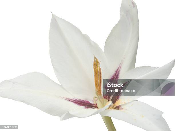 Zweifarbiger Gladiole Abyssinicus Acidanthera Stockfoto und mehr Bilder von Blume - Blume, Sterngladiole, Ast - Pflanzenbestandteil