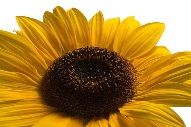 Sunflower against a white background stock photo