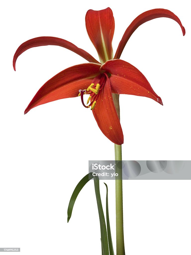 Sprekelia formosissima "Sprekelia formosissima, Amaryllis formosissima or Aztec lily (it's not a true lily). Sometimes it is called Fleur de Lis since it looks like that heraldry symbol. Clipping paths are included." Amaryllis Stock Photo