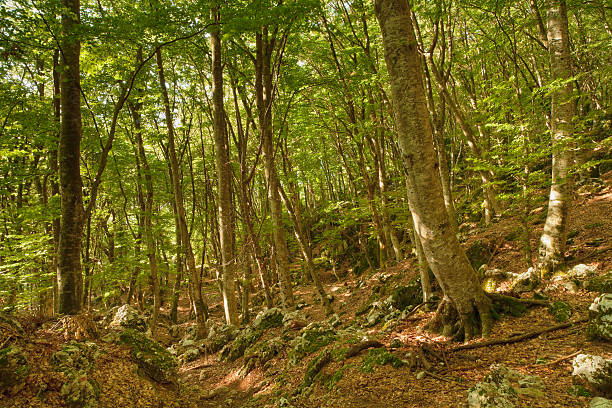 Summer wood in Italy near Rome stock photo