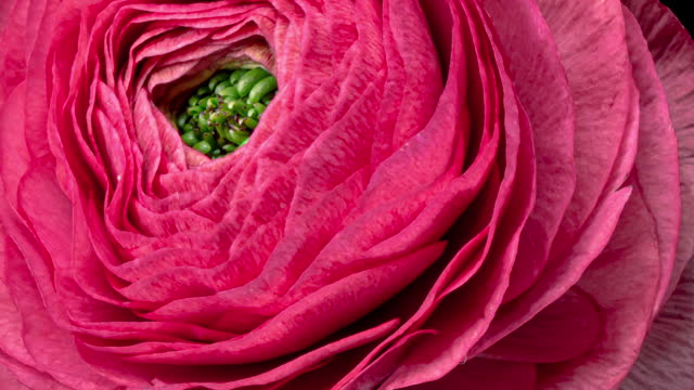 Beautiful pink buttercup, ranunculus flower opening. Blooming buttercup flower background. Close up. Top view