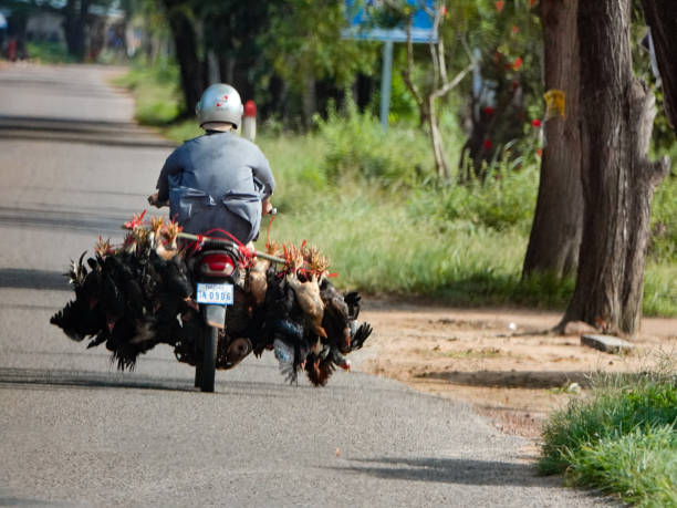 Siem Reap, Siem Reap, Cambodia-September 7, 2018: Man on a motorscooter carrying many live chickens upside down.