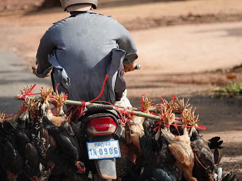 Siem Reap, Siem Reap, Cambodia-September 7, 2018: Man on a motorscooter carrying many live chickens upside down.