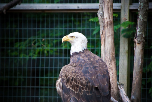 Injured Bald Eagle in sanctuary at Reelfoot Lake Tennessee