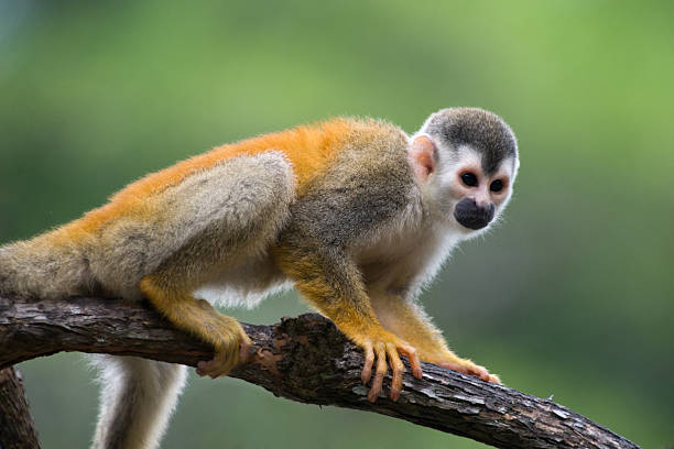 istock Squirrel monkey in a branch, Costa Rica 176896000