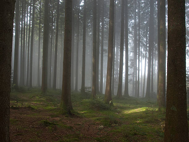 bosque de niebla - feuchtigkeit fotografías e imágenes de stock