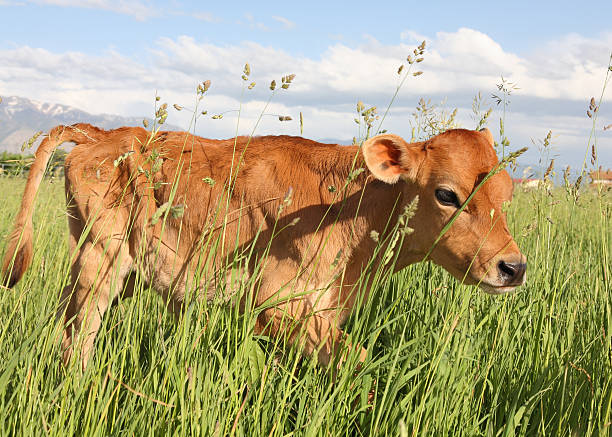 istock calf in the long grass 176896226