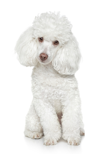 White toy poodle sits on a white background\n\n[URL=http://www.istockphoto.com/search/lightbox/8586584/][IMG]http://photofile.ru/photo/fotojagodka/115802858/large/138343646.jpg[/IMG][/URL]