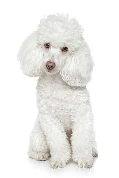 Photo of Portrait of a white toy poodle tilting his head