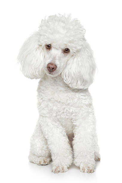 portrait of a white toy poodle tilting his head - kaniş stok fotoğraflar ve resimler