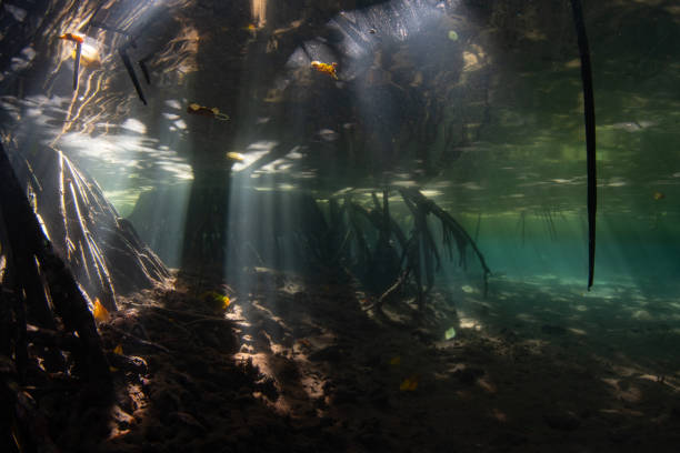 istock Beams of Sunlight Underwater in Mangrove Forest 1768964870
