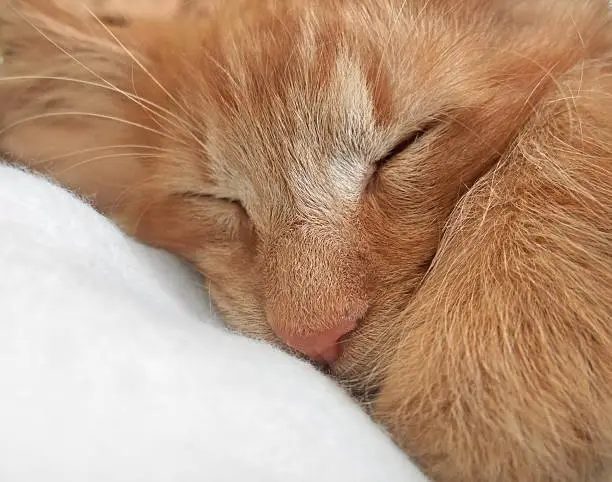 Photo of sleeping cat portrait