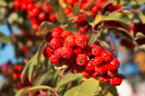 Red berries on the branches of Sorbus aucuparia on a sunny autumn day.
