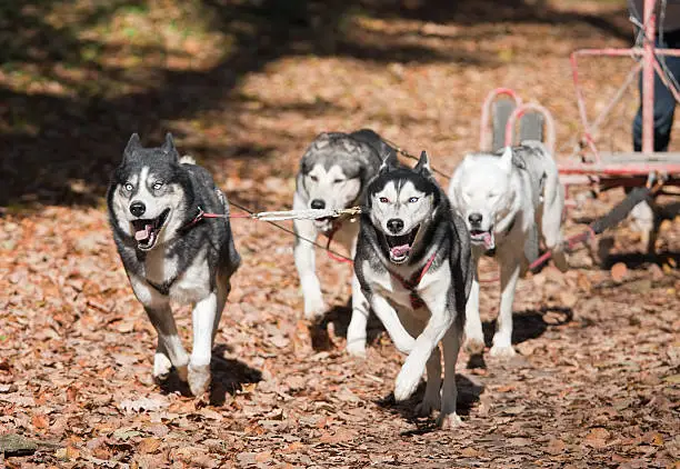 Sports with dogs. Dog-carting team. Dryland