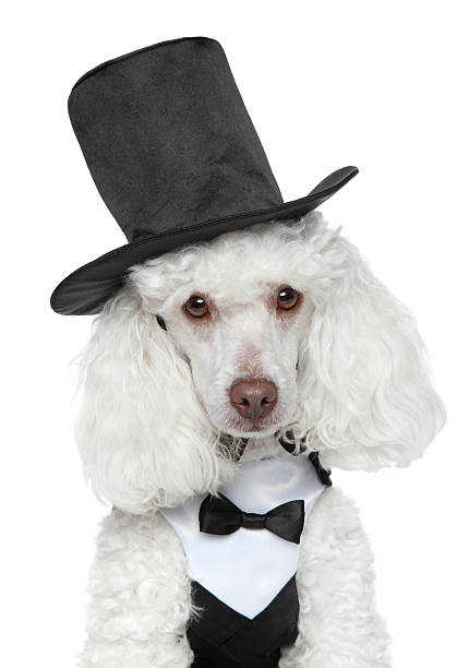 istock Toy Poodle in black waistcoat and hat 176896838