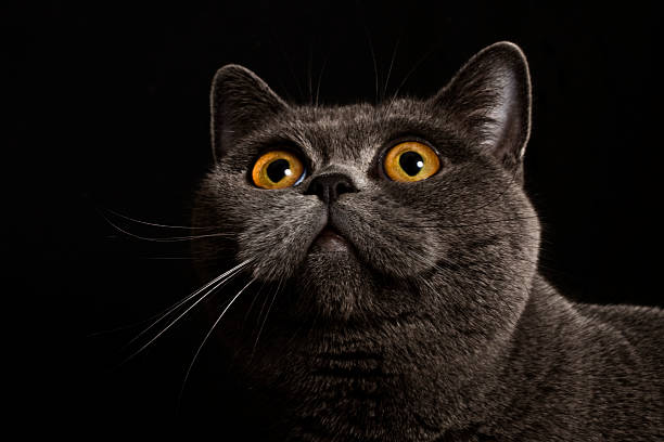 istock gray british cat with dark yellow eyes 176897064