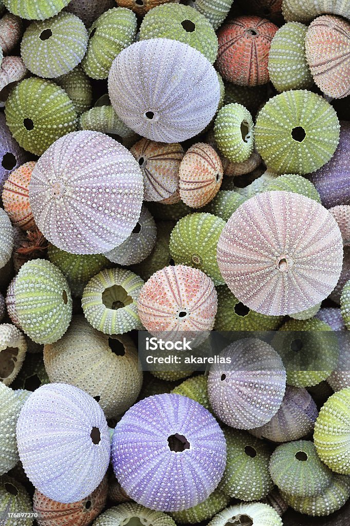 Sammlung von farbenfrohen Seeigel-Jacken - Lizenzfrei Bunt - Farbton Stock-Foto