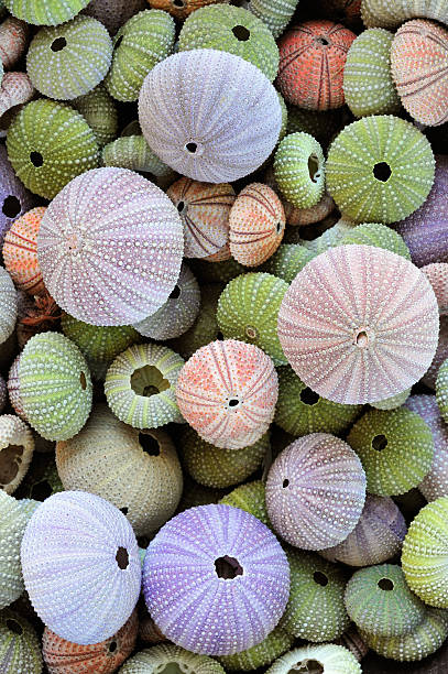 istock Collection of colorful sea urchin shells 176897270