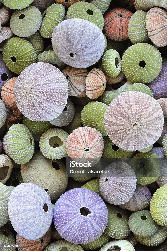 Collection of colorful sea urchin shells Colorful collection of sea urchin shells with a variety of sizes Animal Stock Photo