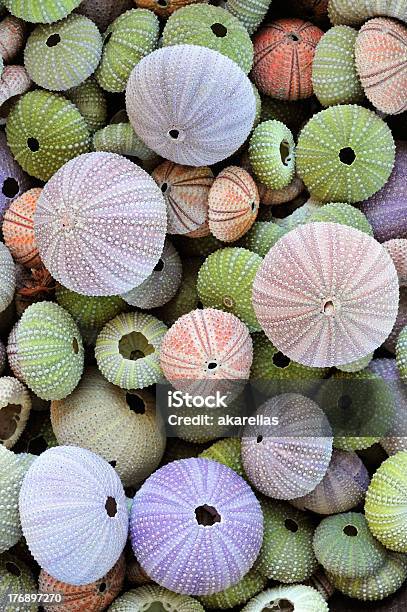 Collection Of Colorful Sea Urchin Shells Stock Photo - Download Image Now - Animal, Animal Shell, Arrangement