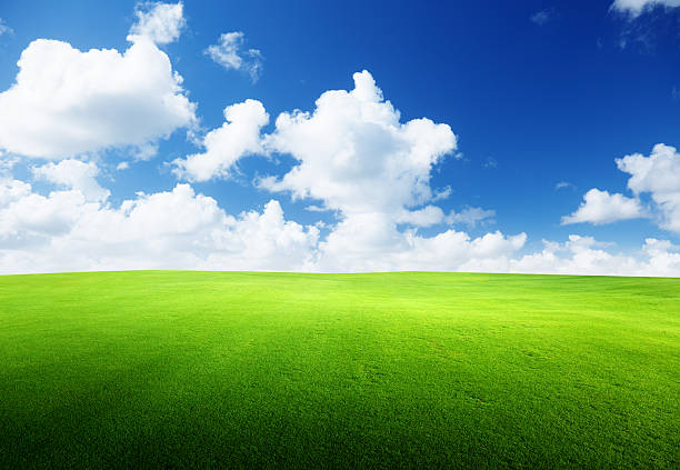 istock field of grass and perfect sky 176897321