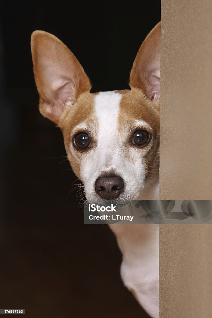 I see you An adorable terrier peeking around the corner of a wall. Animal Stock Photo