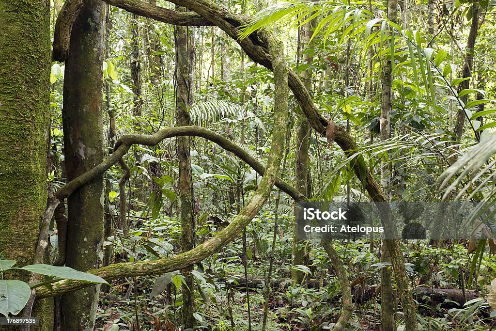 LRainforest lianas - Zbiór zdjęć royalty-free (Amazoński las deszczowy)