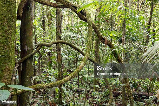 Lrainforest Lianas - zdjęcia stockowe i więcej obrazów Amazoński las deszczowy - Amazoński las deszczowy, Ameryka Łacińska, Bez ludzi