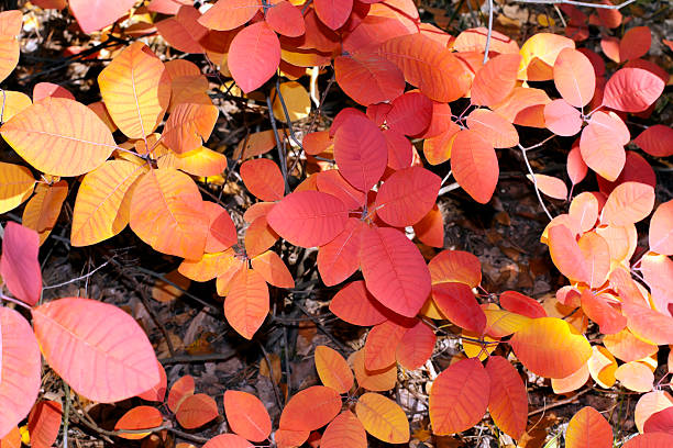 istock beautiful backdrop of purple leaves 176897657