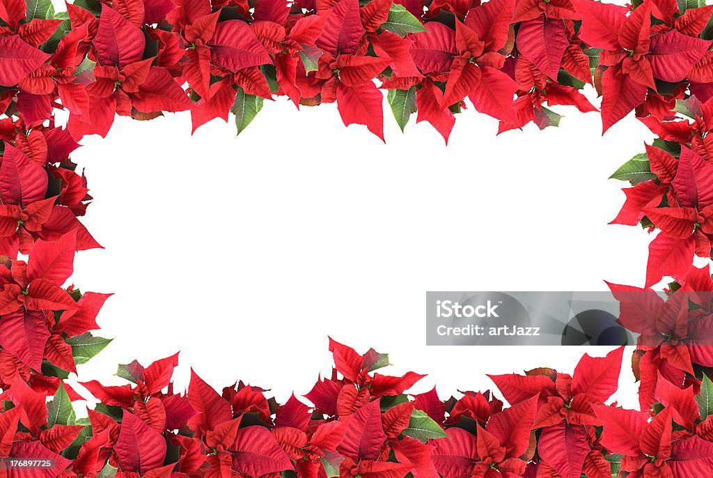 Cadre de Noël de poinsettias isolé sur blanc - Photo de Poinsettia libre de droits