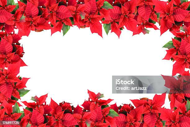 Photo libre de droit de Cadre De Noël De Poinsettias Isolé Sur Blanc banque d'images et plus d'images libres de droit de Poinsettia - Poinsettia, Bordure, Blanc