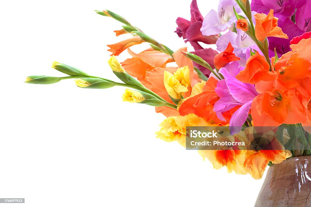 Букет из разноцветных gladioli - Стоковые фото Без людей роялти-фри