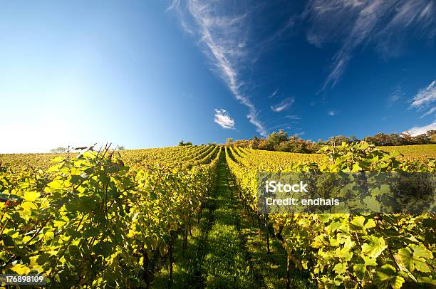 Vinha Na Alemanha - Fotografias de stock e mais imagens de Agricultura - Agricultura, Alemanha, Campo agrícola