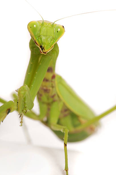 Portrait of the Praying Mantis close-up 1:1 isolated on wite stock photo