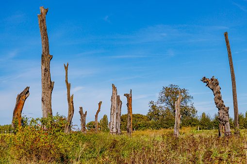 Maasvallei nature reserve with Meers tree monument with huge fossil oak trunks in Dutch countryside, autumn trees against blue sky in background, sunny autumn day in Elsloo, Netherlands