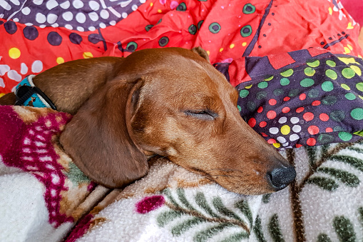 Headshot of a brown short-haired dachshund sleeping peacefully wrapped in reddish blankets, long snout, drooping ears. Concept of comfort and security at home