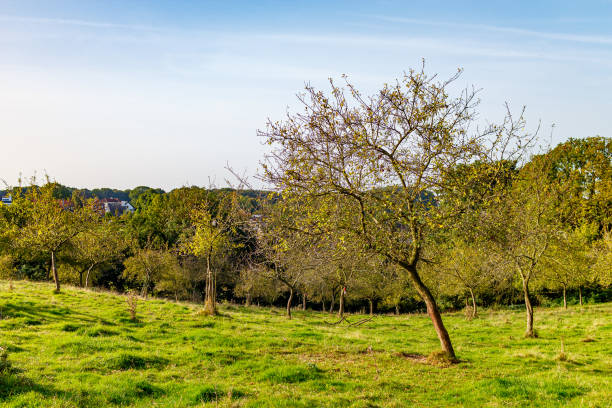 istock Landscape of a farm plot with trees with sparse autumn foliage on green grass 1768985531