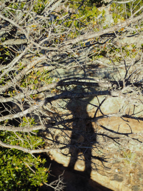 In the bright midday sunlight, a vertical image captures the silhouette of a woman's shadow against the backdrop of barren tree branches and rugged Sardinian rocks.