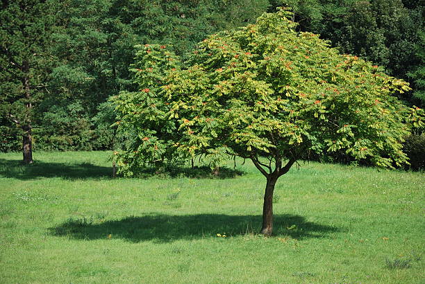 ailanthus altissima stock photo