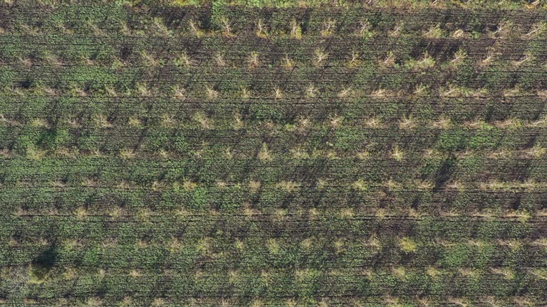 Reforestation and tree plant nursery, cottonwood trees growing on plantation, aerial shot from drone pov