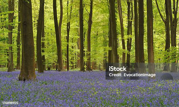 Bluebells In Micheldever Дерева Гемпшир Великобритания — стоковые фотографии и другие картинки Редкий лес