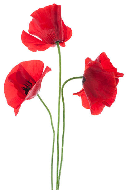 가시양귀비 - macro poppy red close up 뉴스 사진 이미지