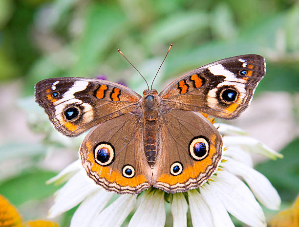 istock Buckeye Butterfly. Juonoia coenia. 176899304